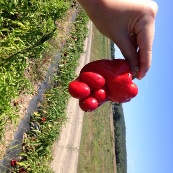 Deformed Red Pepper