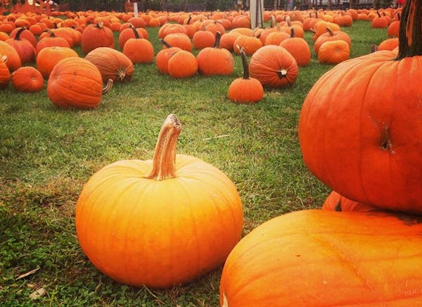 Pumpkin Patch