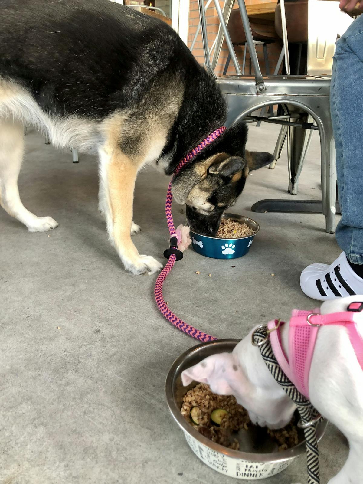 a dog sitting on a table