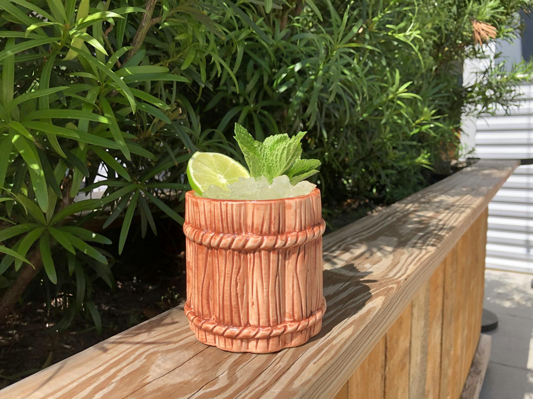 a plant in a garden