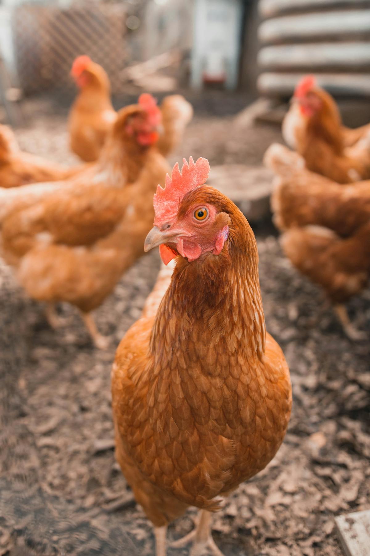 a close up of a chicken