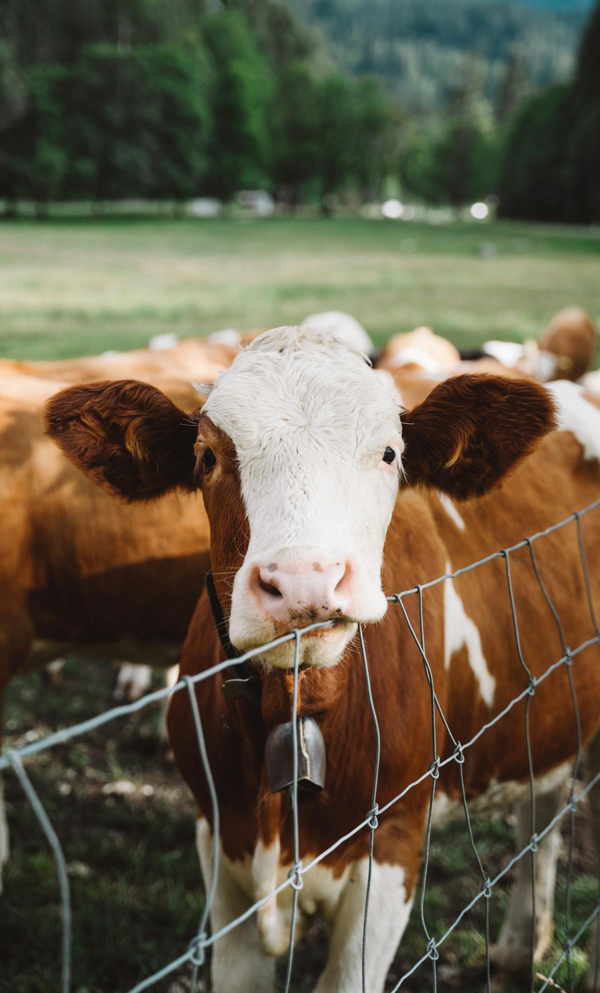 a cow standing next to a wire fence