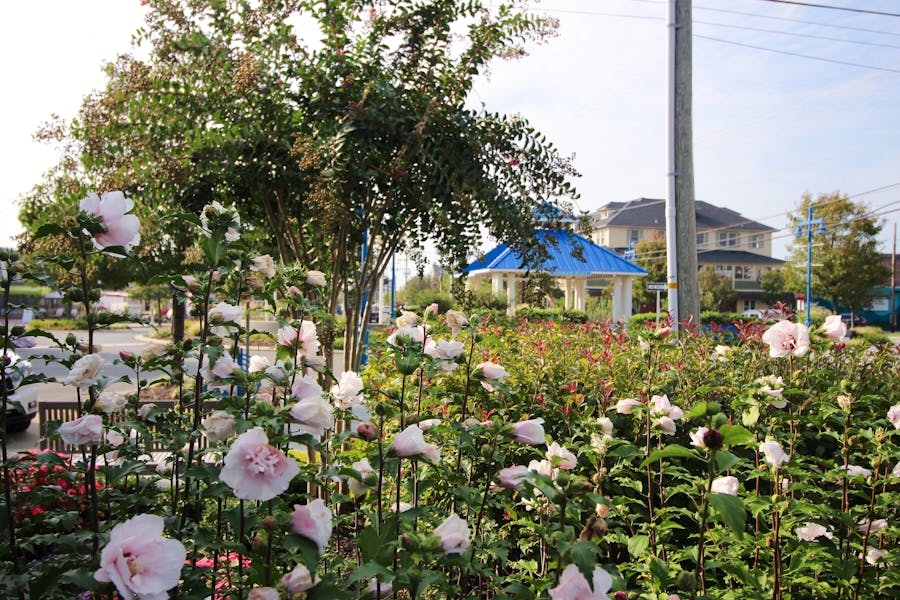 Hours + Location The Diving Horse