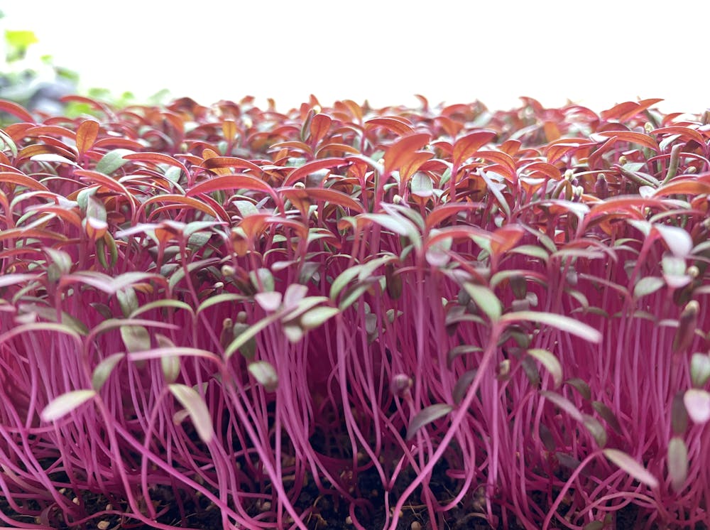 a group of colorful flowers