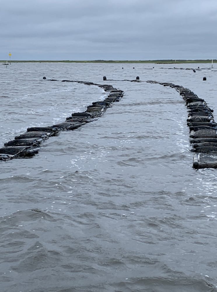 Oyster Farm