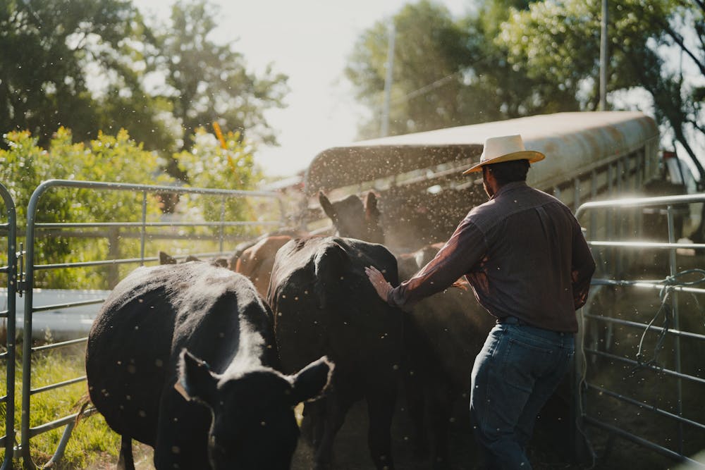 a man standing next to a cow