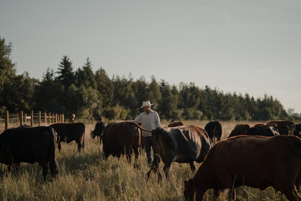 a herd of cattle standing on top of a grass covered field