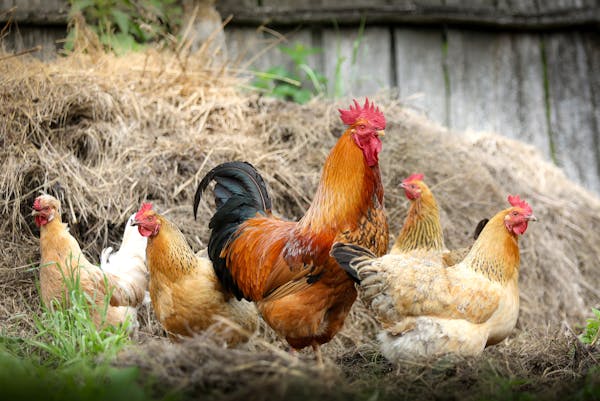 a flock of chickens standing around a big rooster
