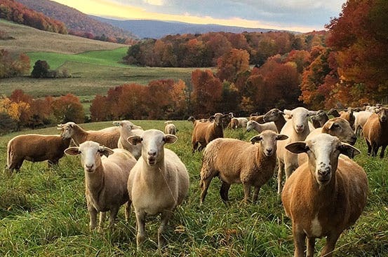 Photo of Evans & Evans Farm