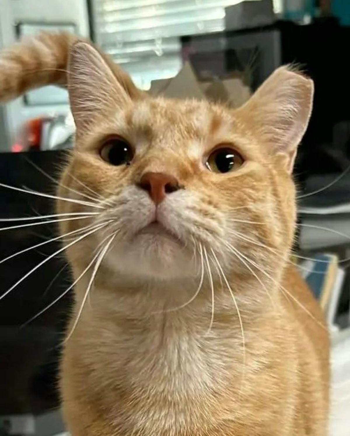 a cat that is looking at the camera