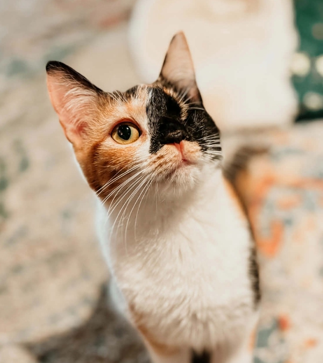 a cat that is looking at the camera