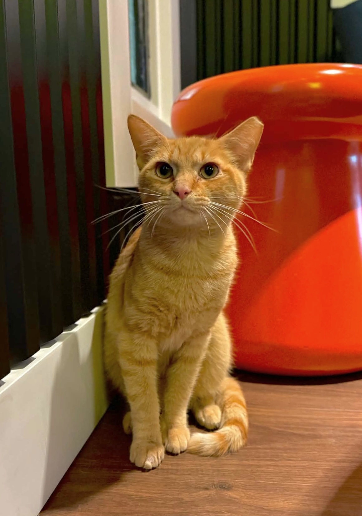 a cat sitting on a wood surface