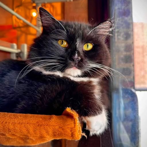 a cat lying on a window sill