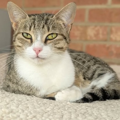 a cat lying on a carpet