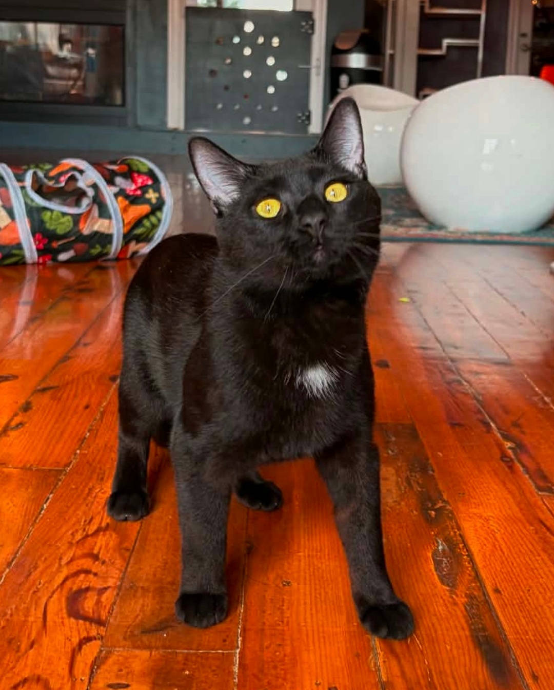a black cat standing on a wood floor