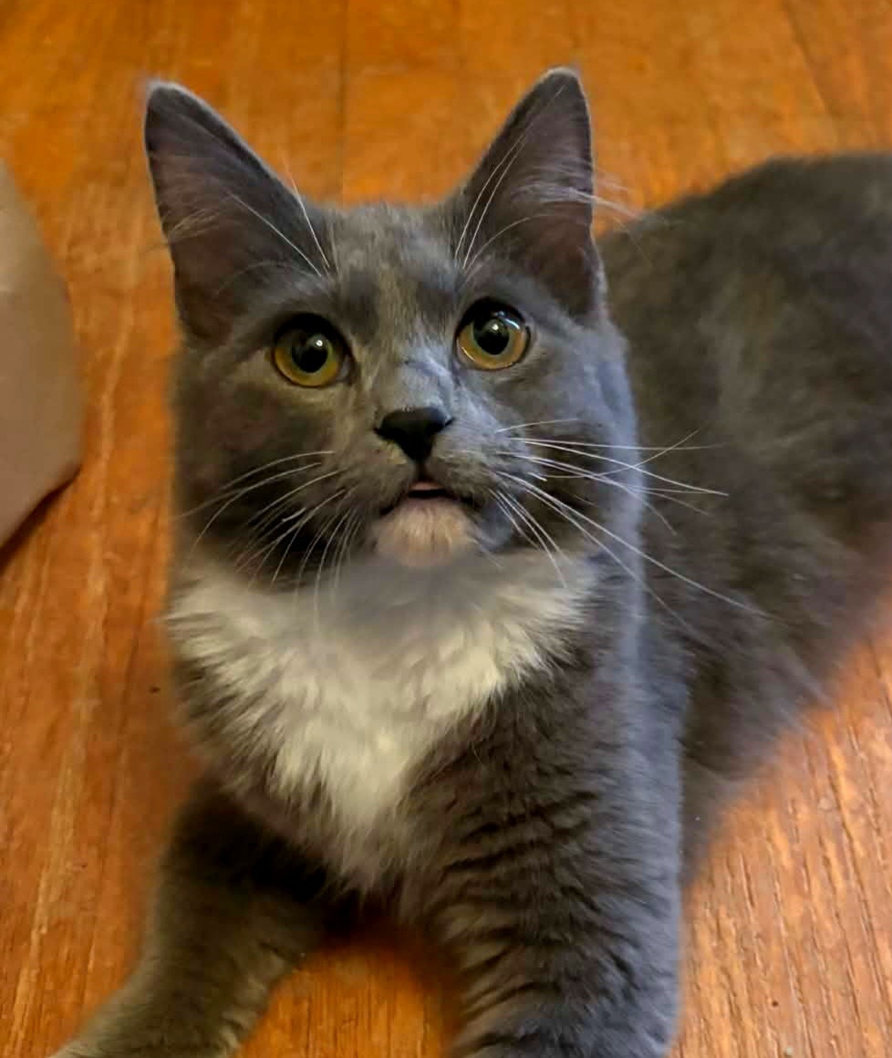 a cat sitting on top of a wooden table