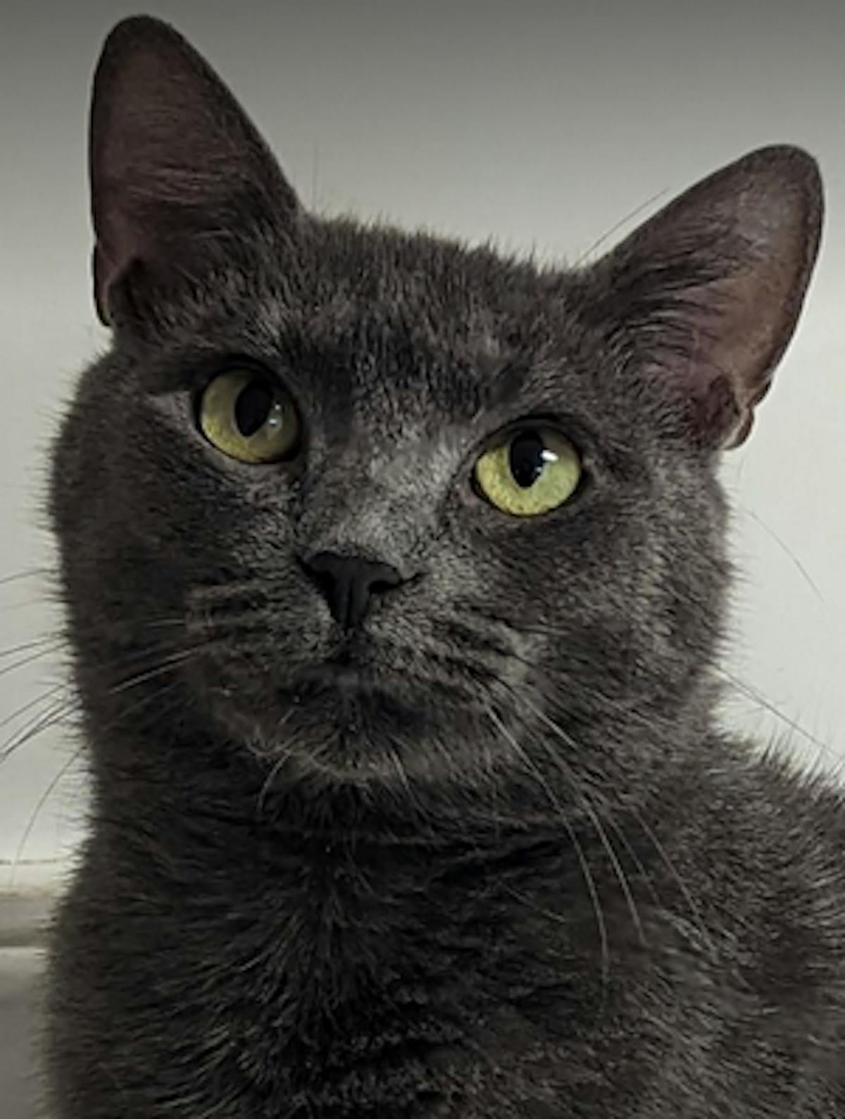 a close up of a cat
