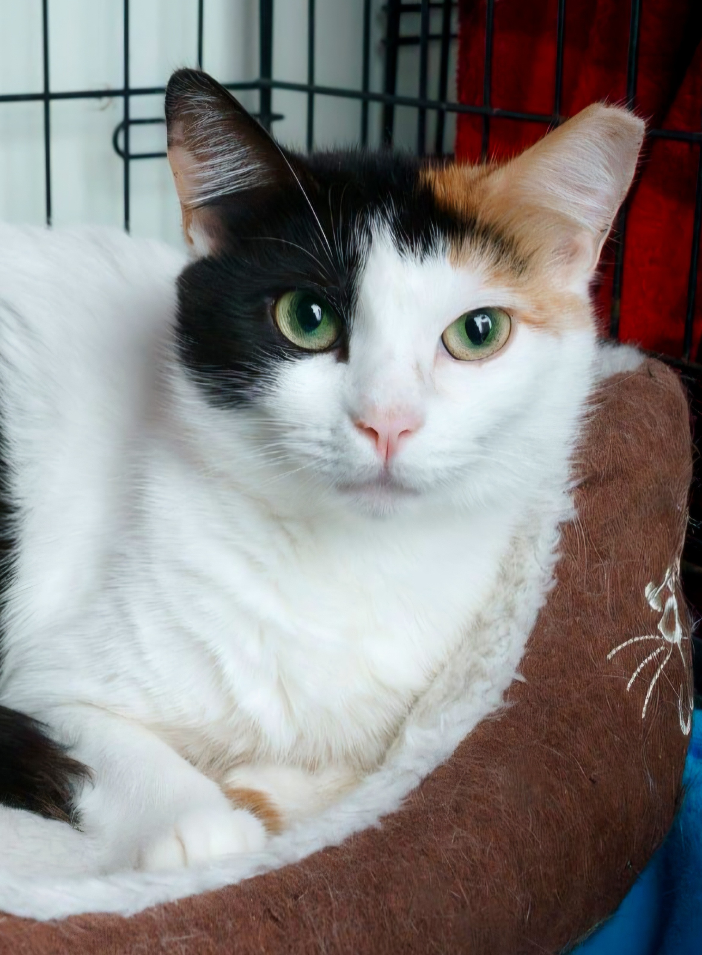 a cat lying in a bed