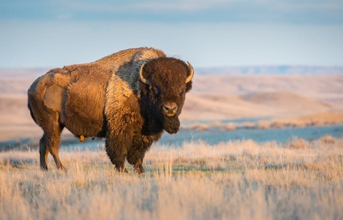 a large brown cow standing on top of a grass covered field