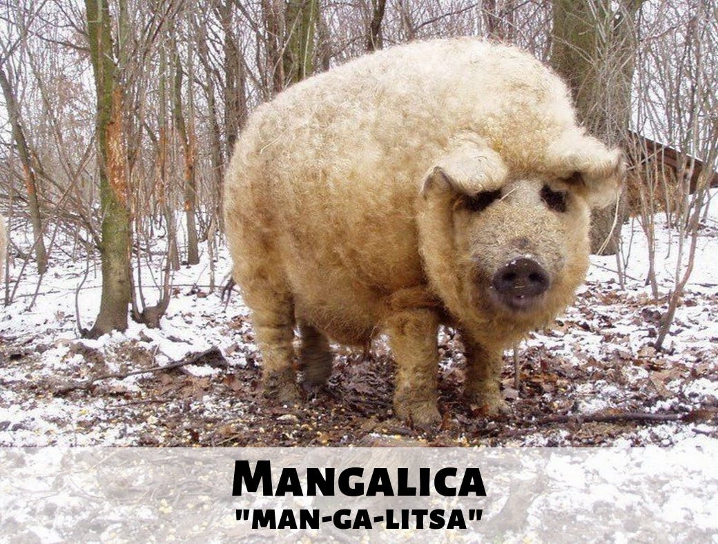 a brown bear standing on top of a snow covered field