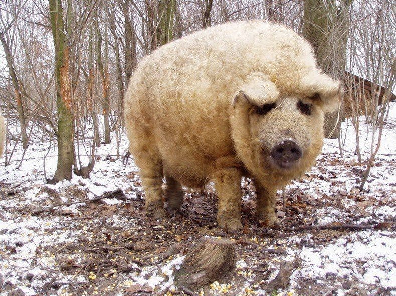 a bear that is standing in the snow