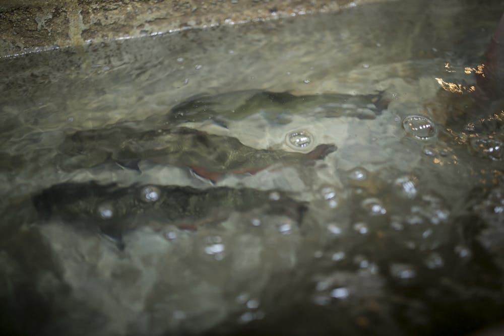 a fish swimming under water