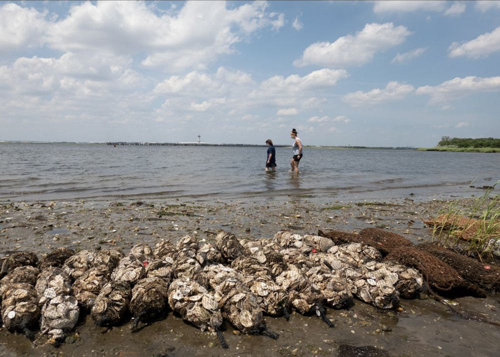 a flock of seagulls standing on a rocky beach