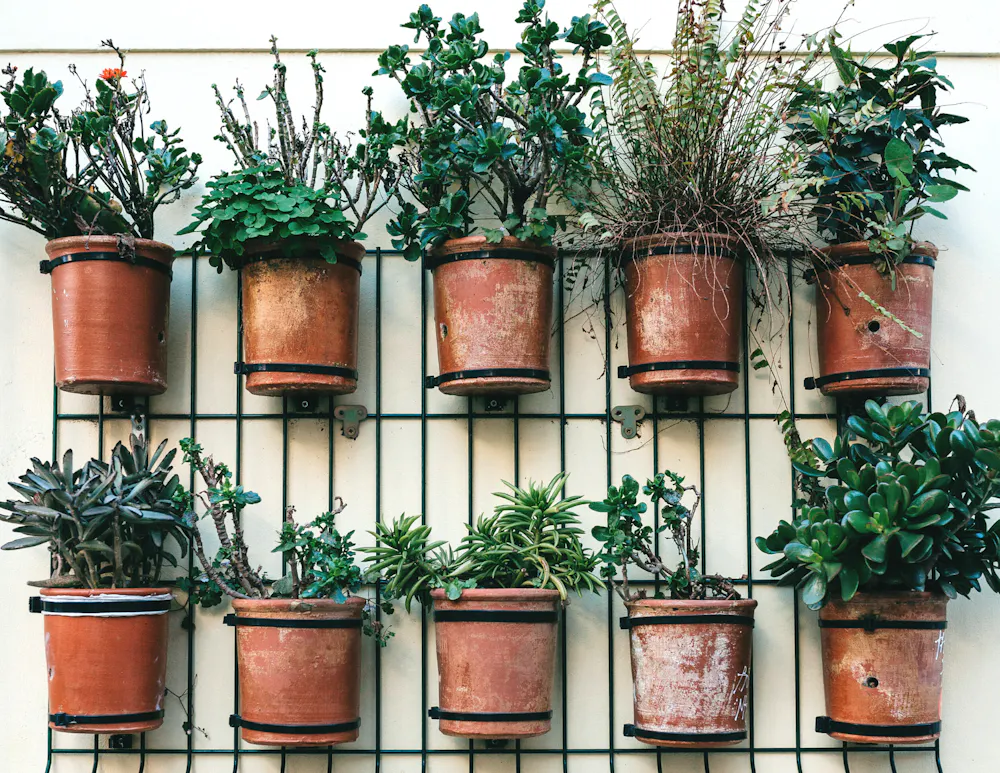 a plant in a pot on the side of a building