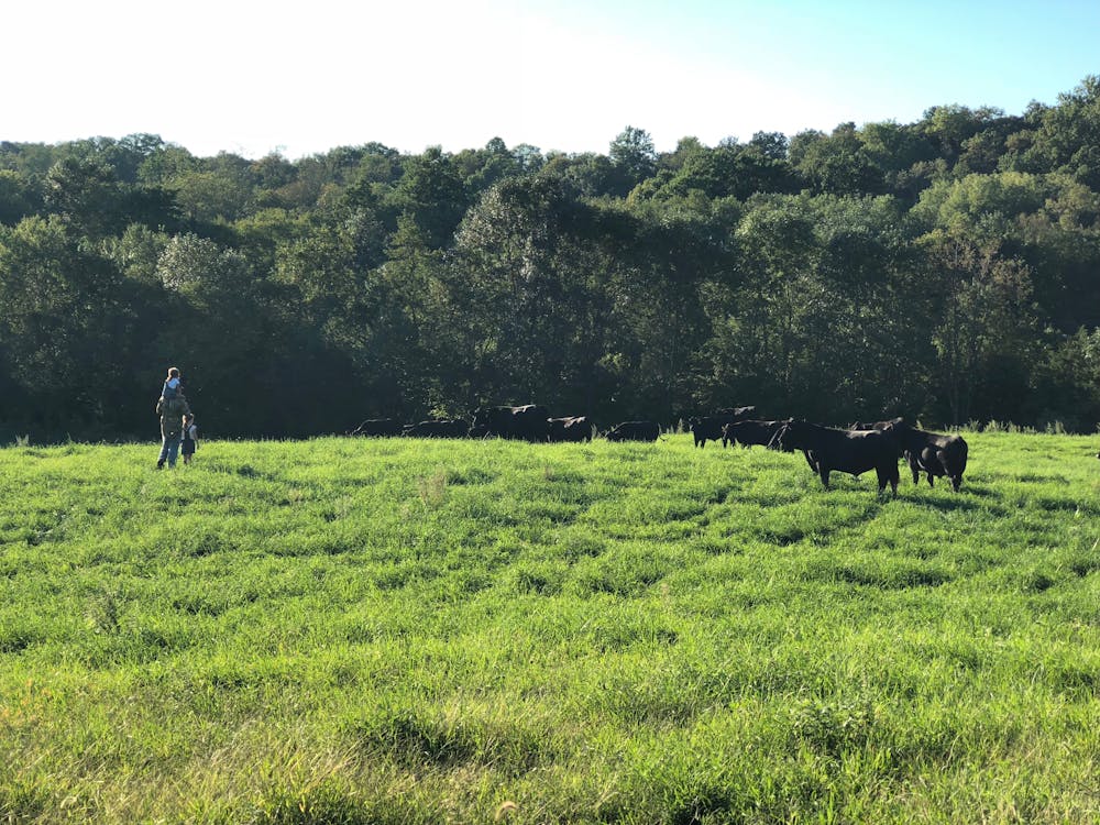 Grassfed Ground Beef (1lb packs) - Beaver Brook Ranch