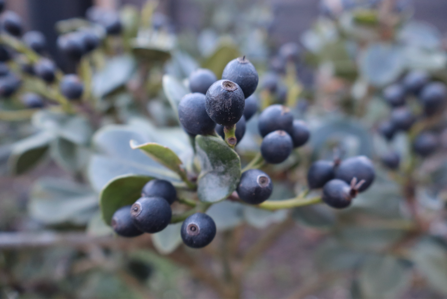 a close up of berries on a plant
