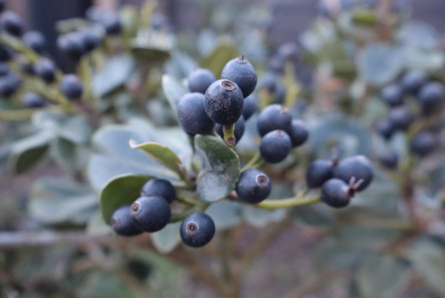 a close up of berries on a plant