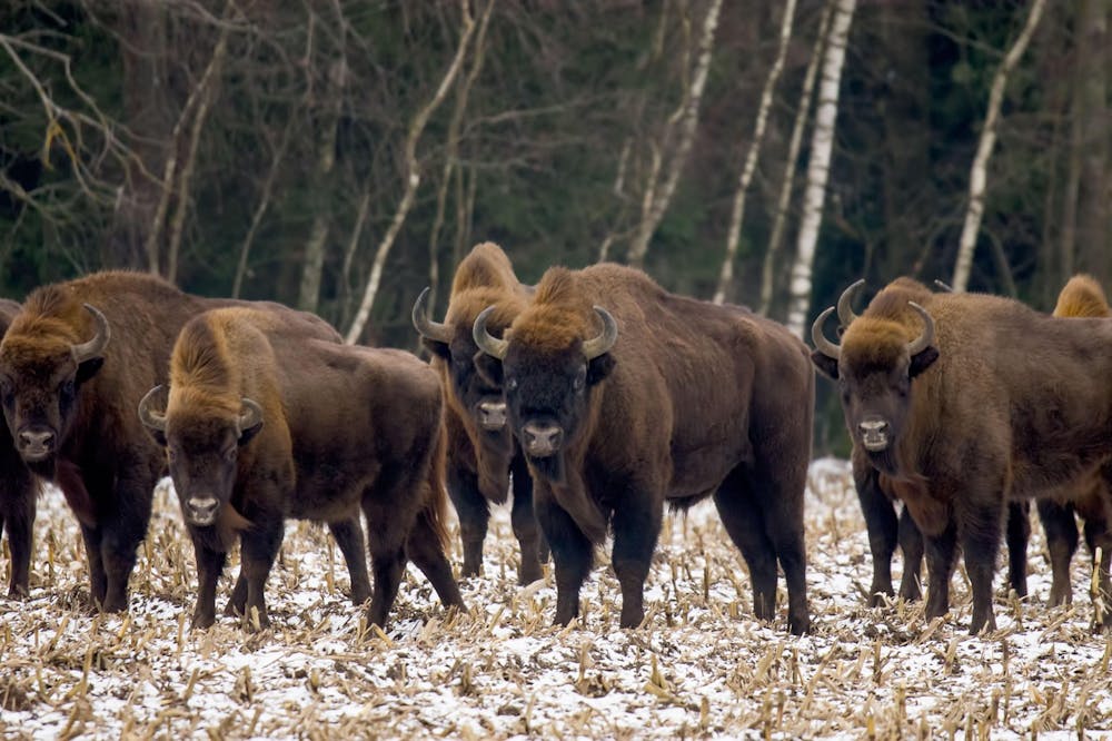 a group of bison standing in a snowy field