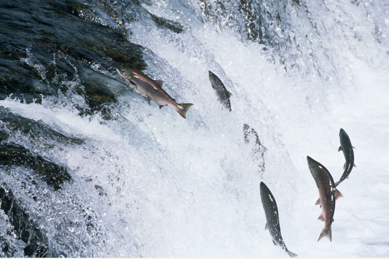 a group of fish jumping over a waterfall