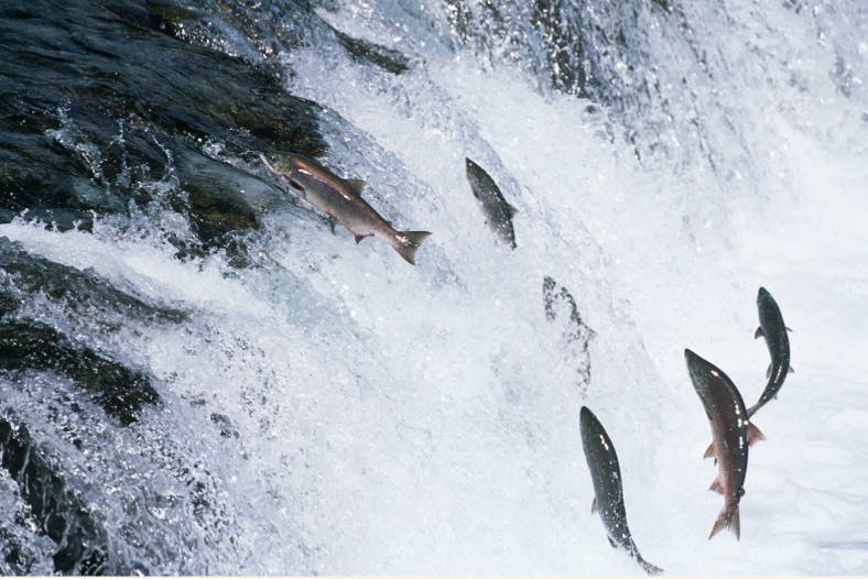 a group of fish jumping over a waterfall