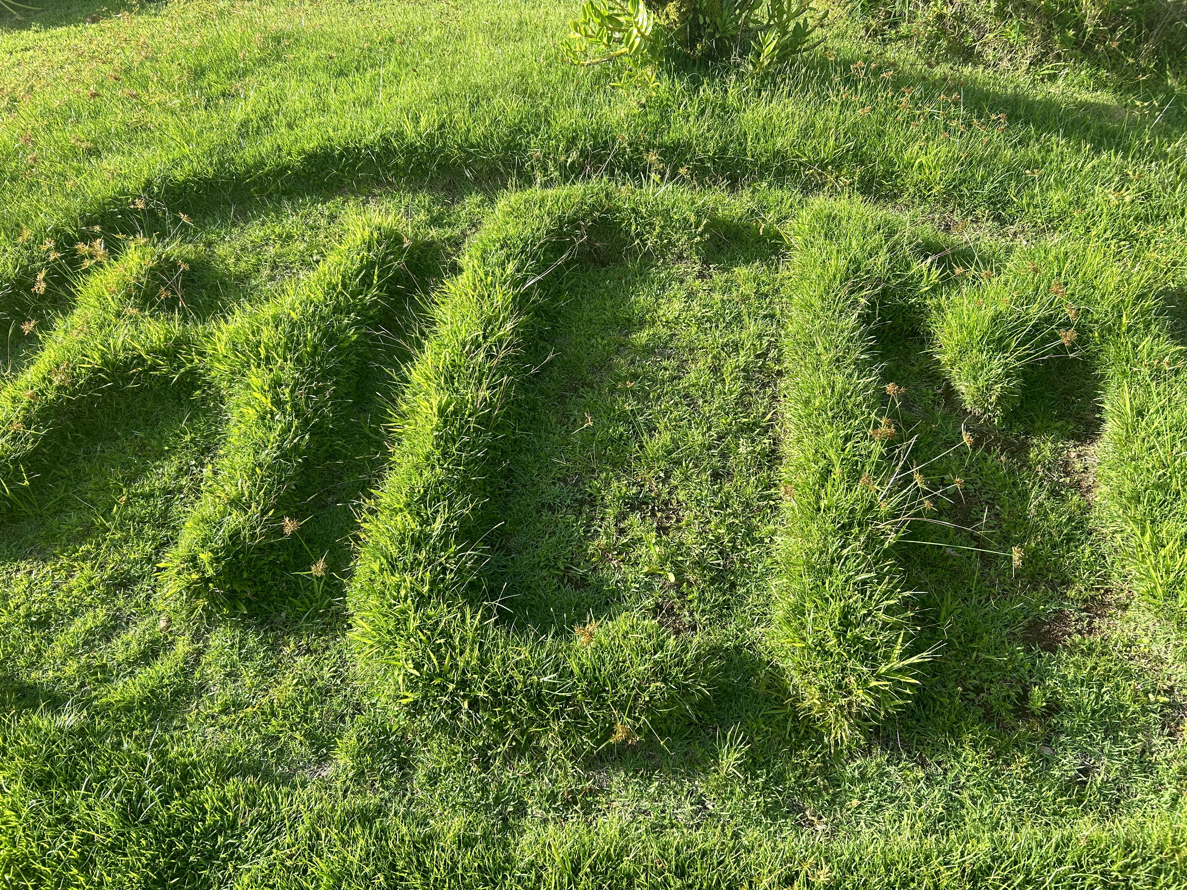 a large green field with trees in the background