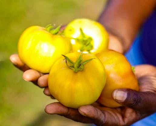 a person holding an apple