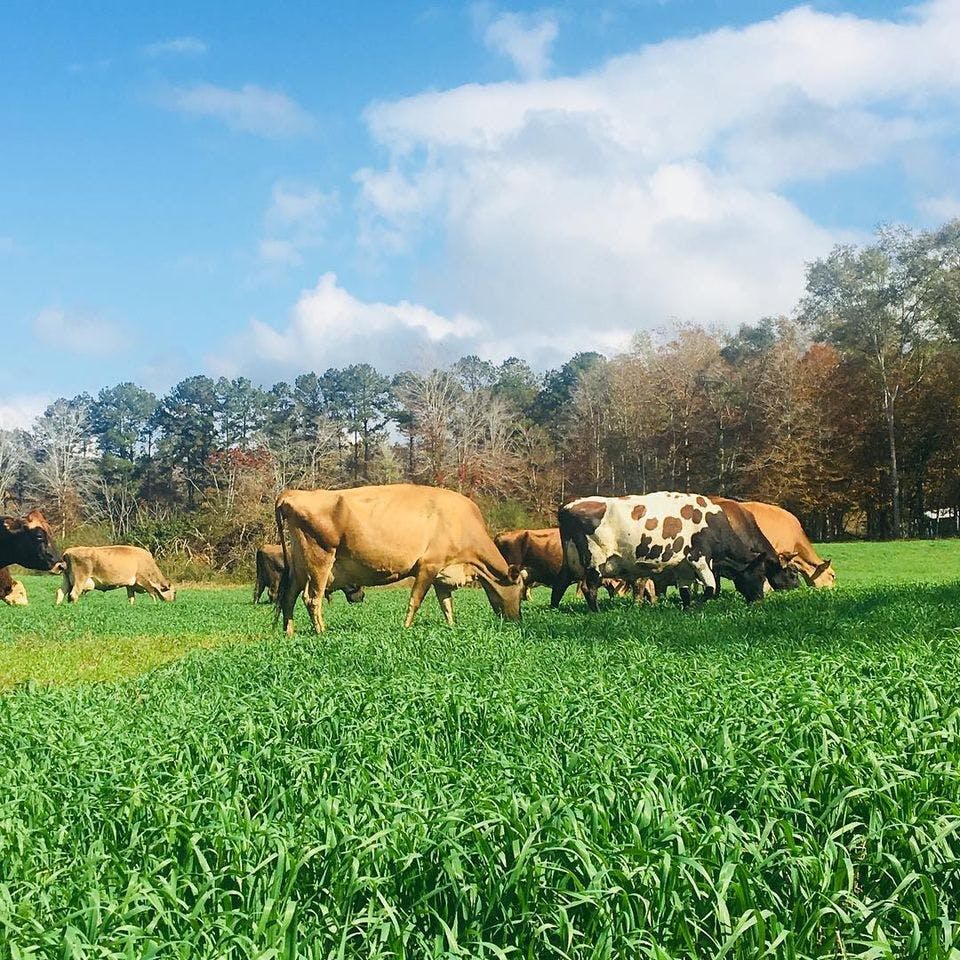 a herd of cattle standing on top of a lush green field