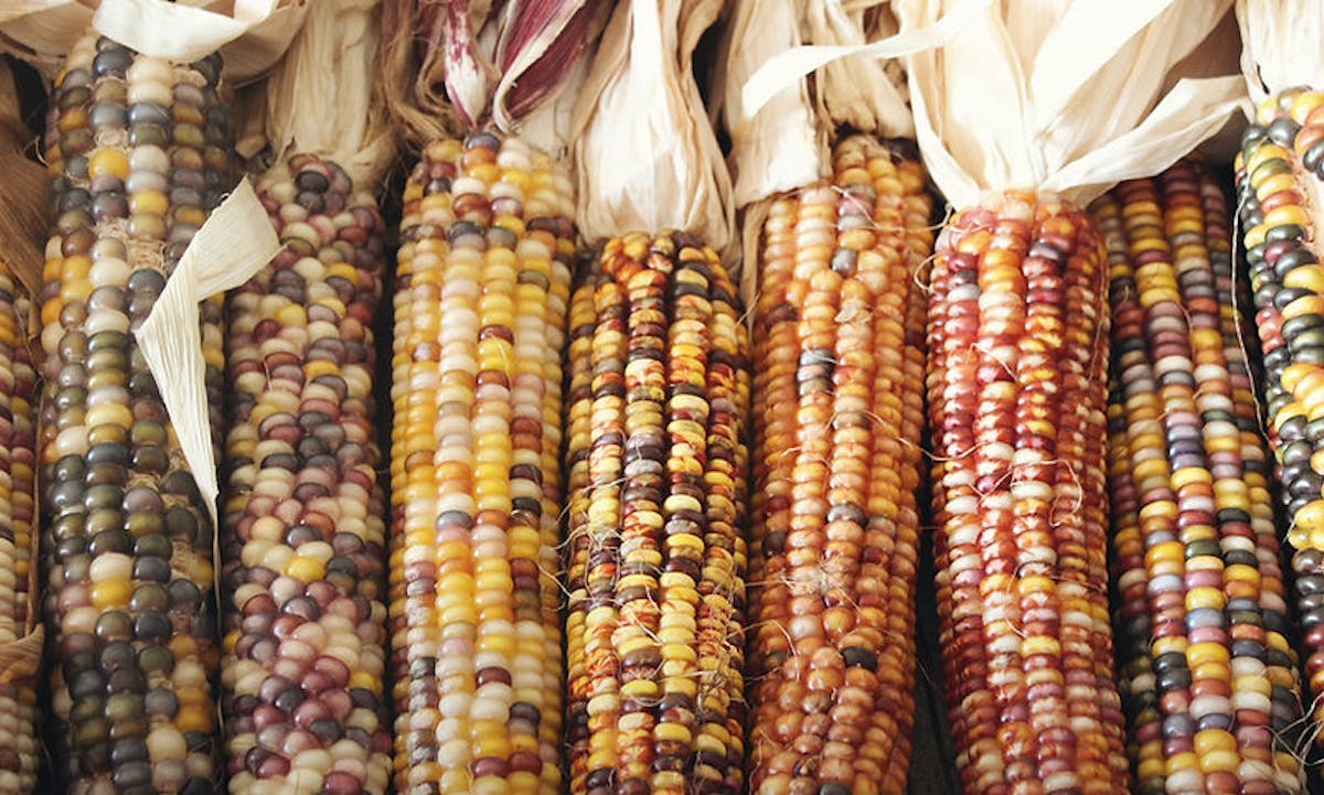 a group of corn