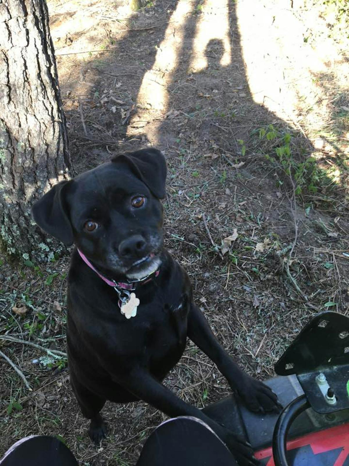 a small dog on a leash