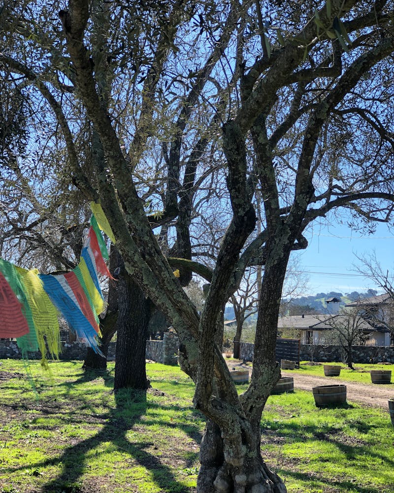 a large tree in a field