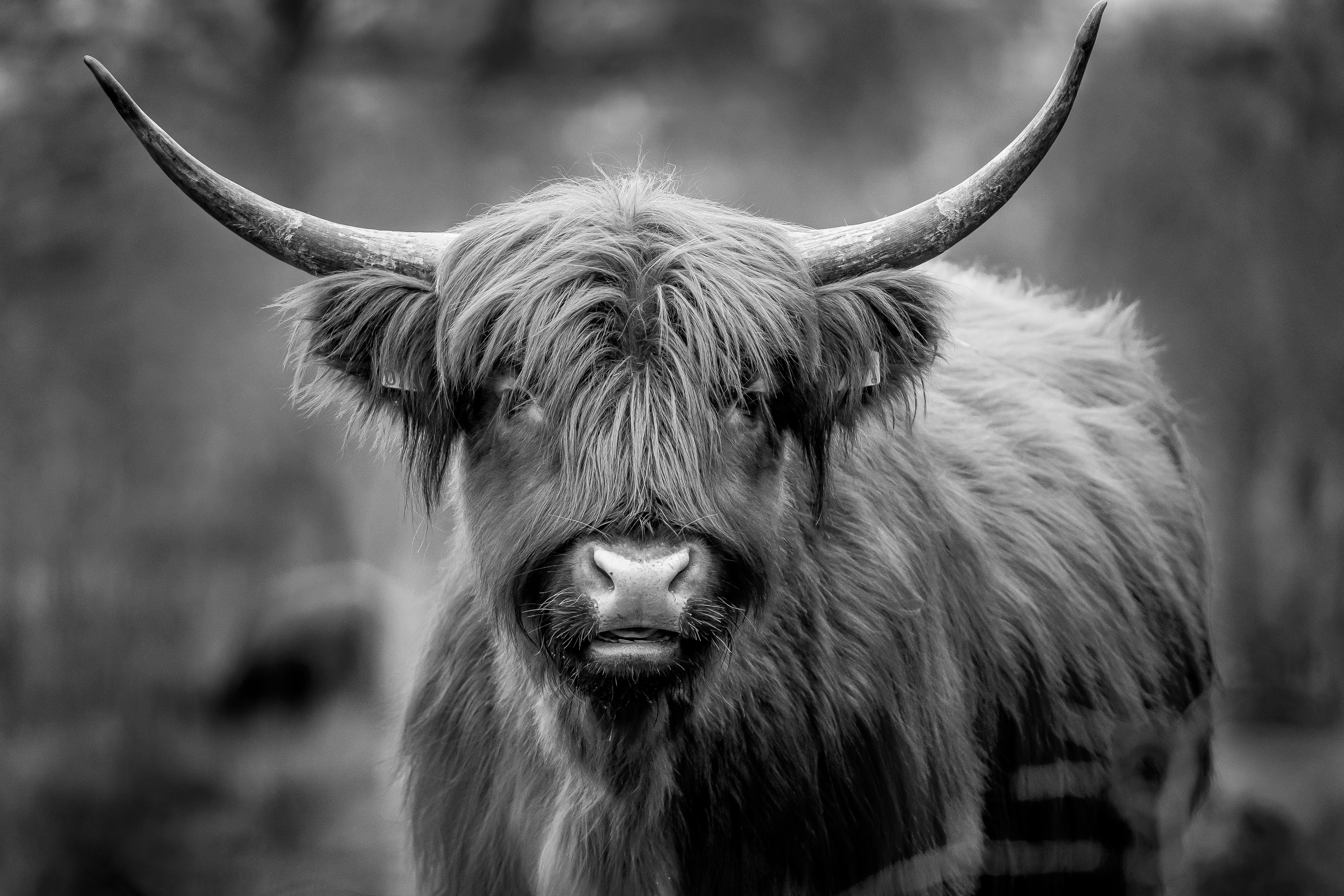 a close up of a cow looking at the camera
