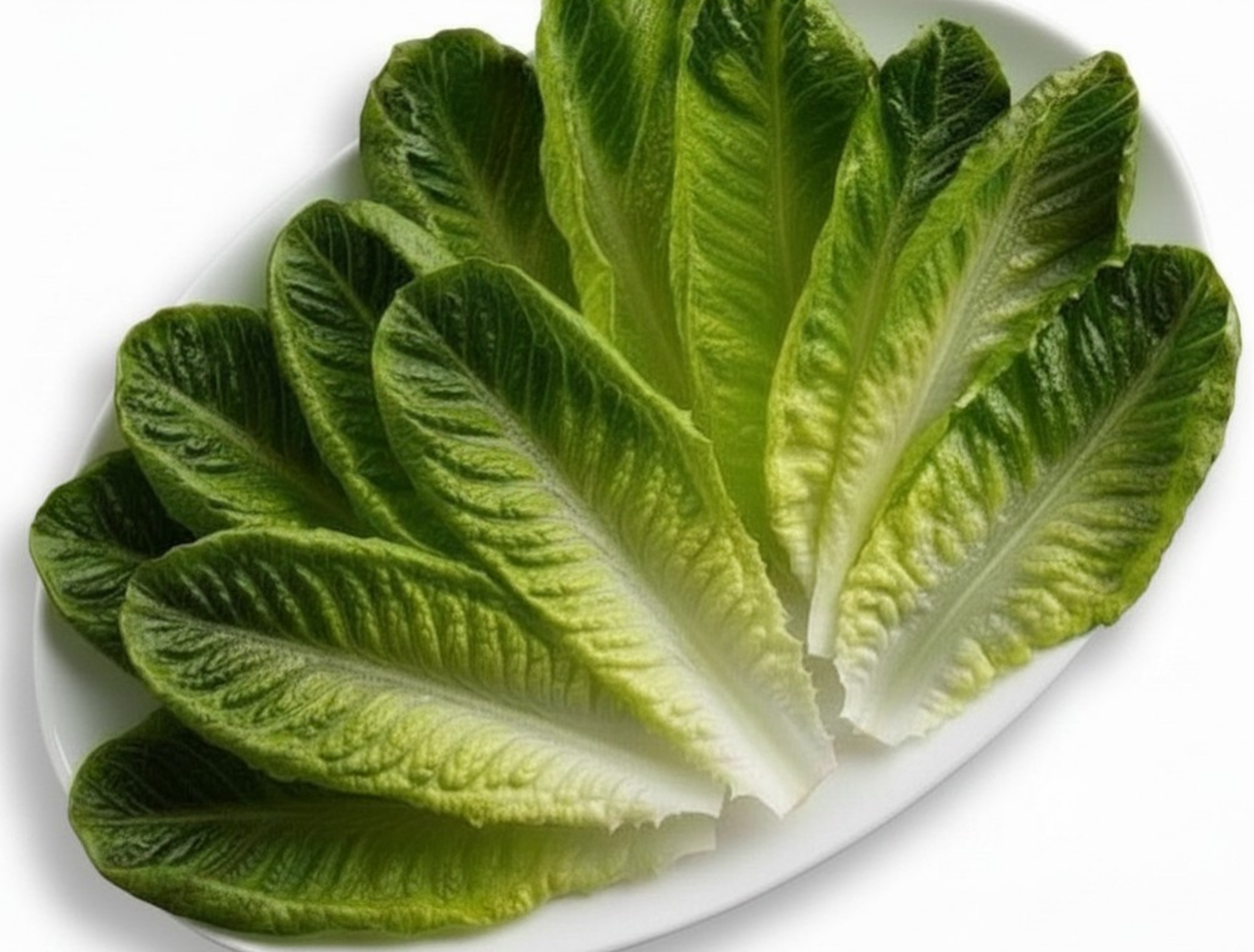 Lettuce wrap
