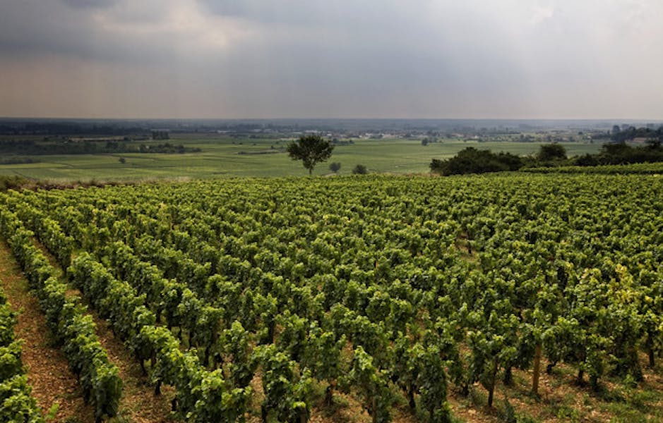 Health Hack 38 Dry Farm Wine “Real” Wine, No Hangover? Real Food