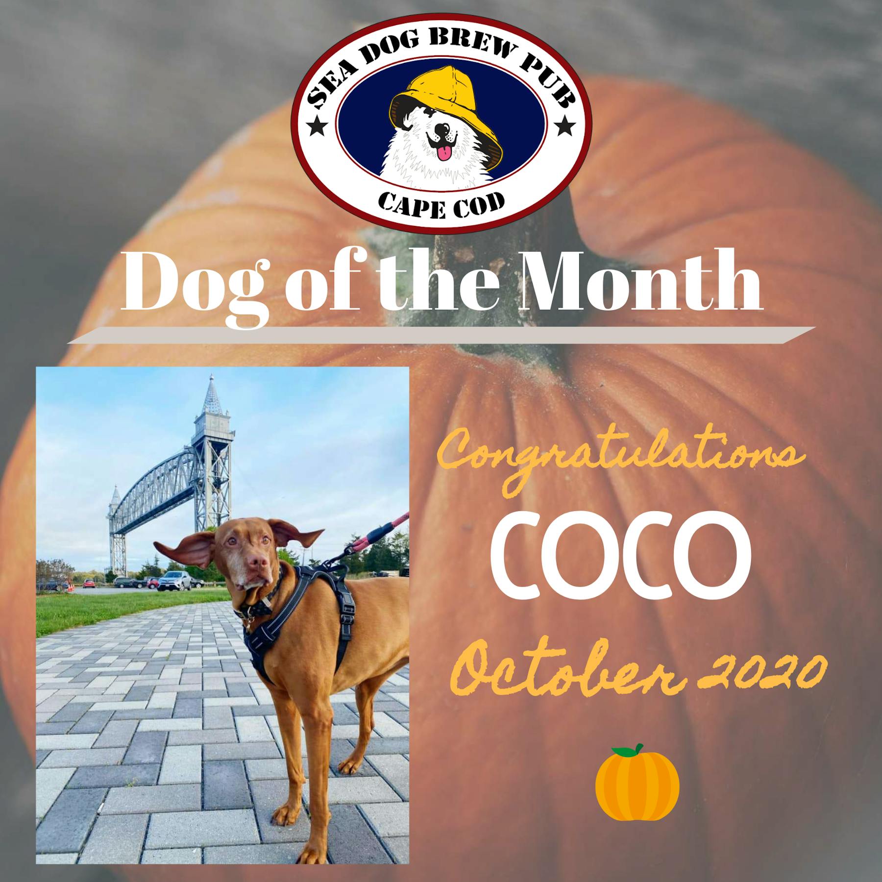 Sea Dog Brew Pub Pub and Restaurant in South Yarmouth, MA