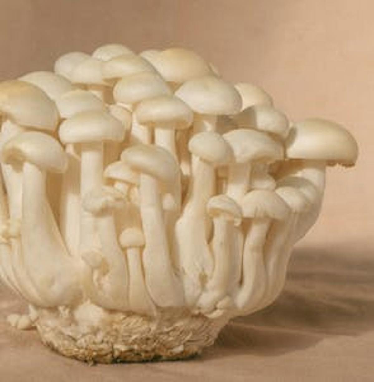 a close up of food