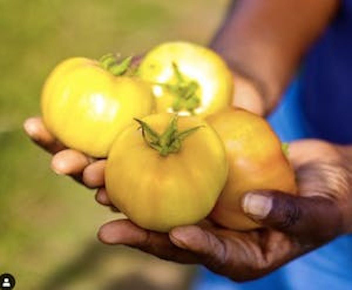 a person holding an apple