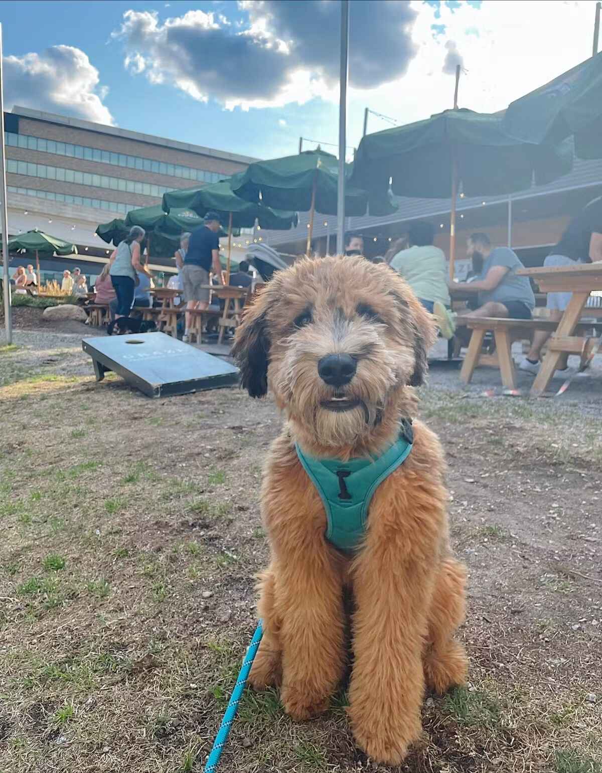 This Summer’s Best DogFriendly Patios in Minneapolis