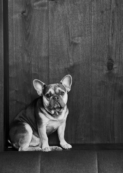 a dog sitting on top of a wooden door