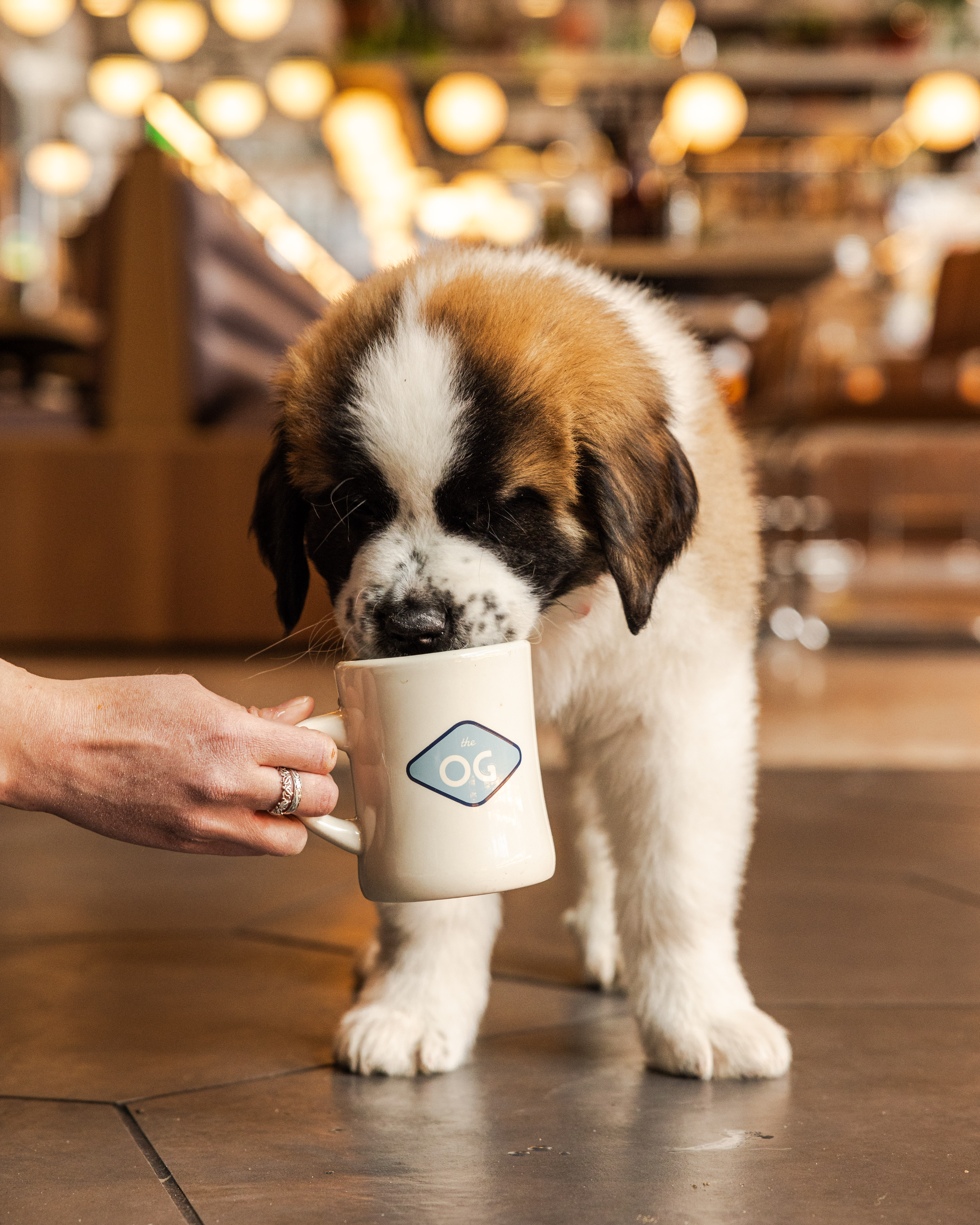 a dog drinking from a mug