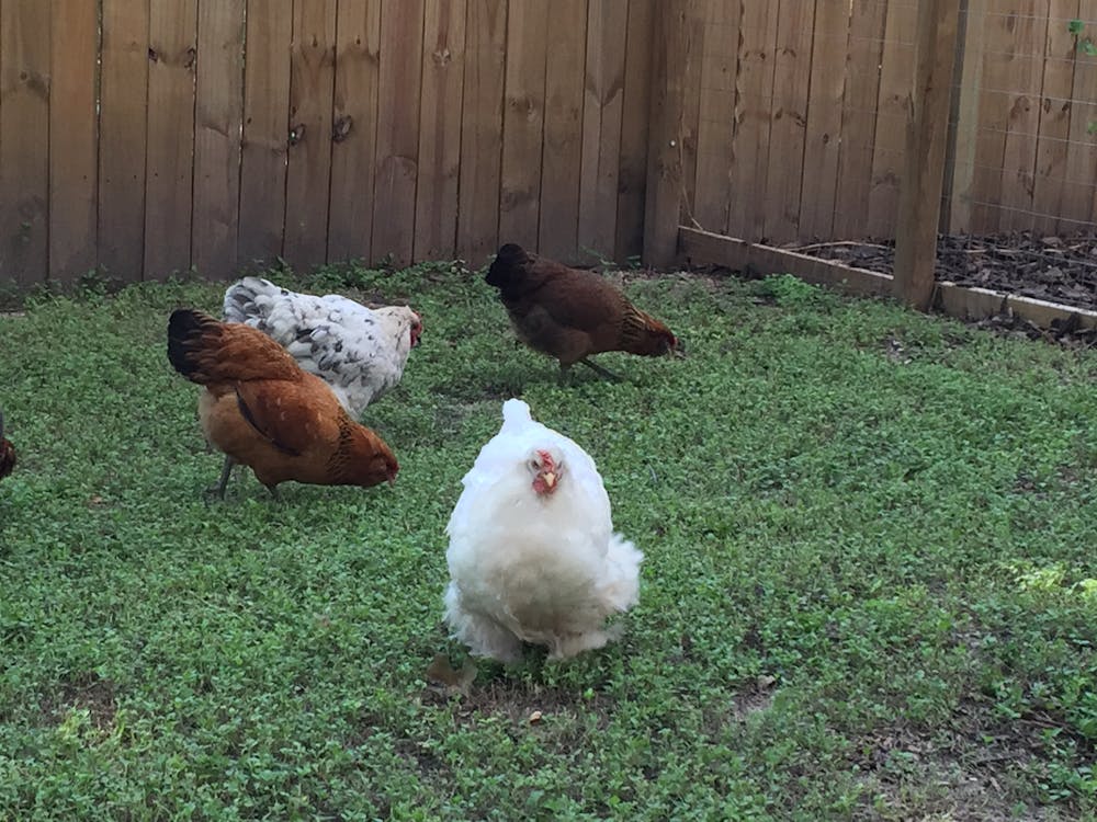 a chicken standing in the grass